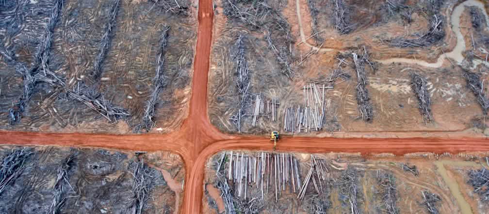 Luftbild: Rodung für Palmölplantage der Firma Korindo in Papua