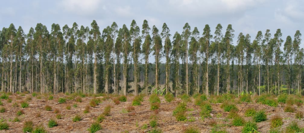 Baumplantage in Südafrika Baumplantage in Südafrika