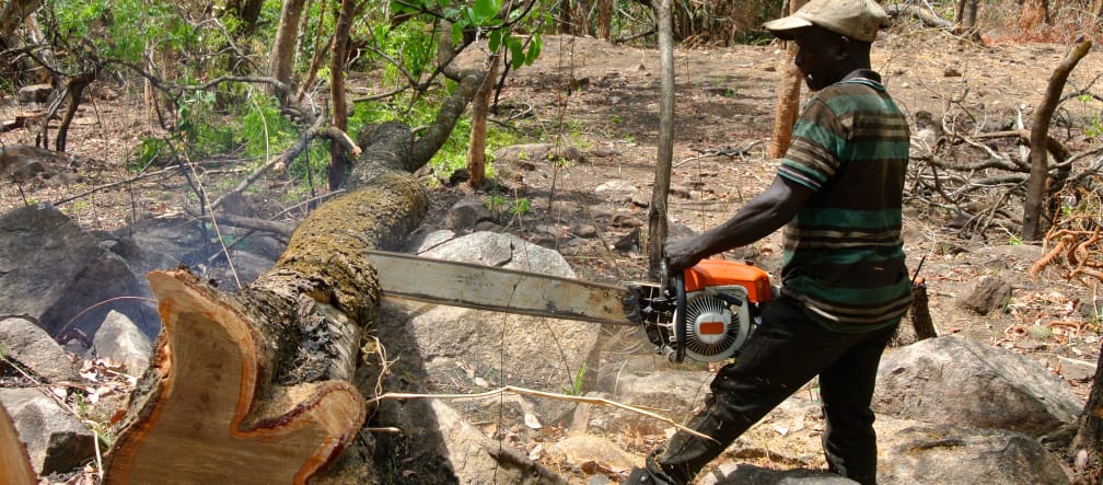 Palisander und Ebenholz werden in Afrika oft illegal geschlagen Ein Holzfäller zersägt einen Palisander-Baum, den er gerade gefällt hat