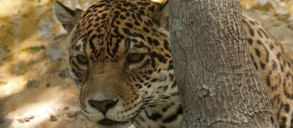 Ein Jaguar lauert hinter einem Baumstamm