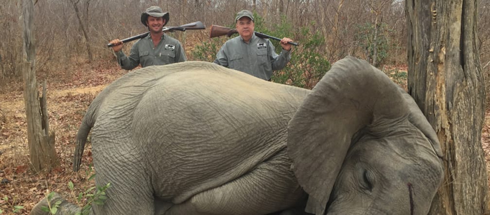 Jagdtouristen zahlen fünfstellige Summen, um einen Elefanten erschießen zu dürfen Elefant Jaeger in Simbabwe