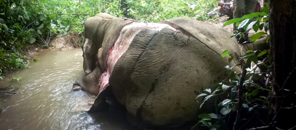 Der Elefant wurde wegen seiner Haut gewildert, die in China als Heilmittel gilt. Gewilderter und gehäuteter Elefant in Myanmar