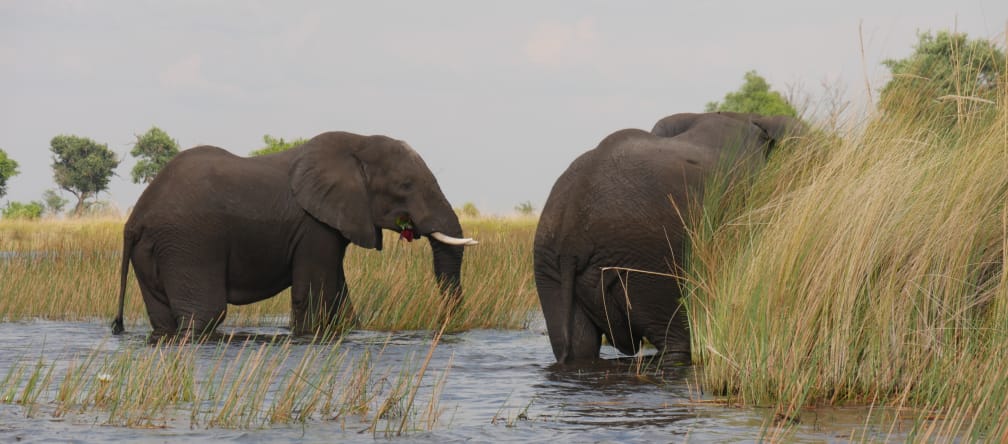 Elefanten im Okavango-Delta, Botswana