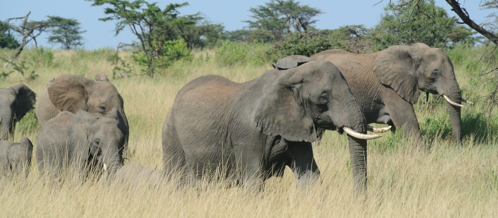 Der Schutz der Natur darf nicht mit Menschenrechtsverletzungen erkauft werden Elefantenherde in Serengeti