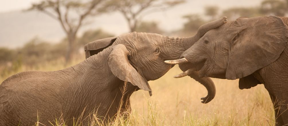 Afrikas Elefanten sind ein Teil unseres Welterbes – sie brauchen dringend Schutz. Foto: flickr/cetp (CC BY-NC 2.0) Zwei Elefanten
