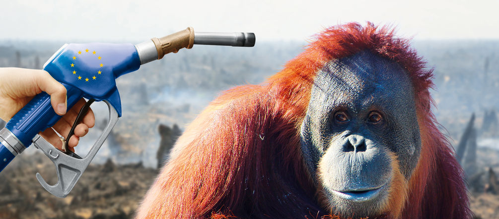 Mit dem Regenwald verlieren auch die Orang-Utans ihren Lebensraum Biosprit-Montage