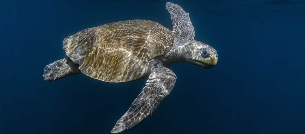 Olive Ridley Meereschildkröte