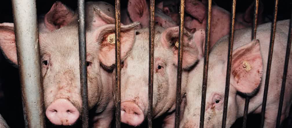 Schweine werden oft in engen Ställen gehalten Schweine in einem Stall hinter Gittern