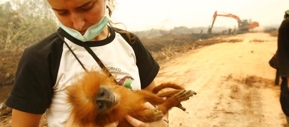 Ölpalm-Plantagen in Indonesien: Zerstörter Regenwald, sterbende Tiere (Foto: Tantyo Bangun) Frau hat einen Maronenlangur auf dem Arm, der fast erstickt wäre. Im Hintergrund roden Bagger den Regenwald.