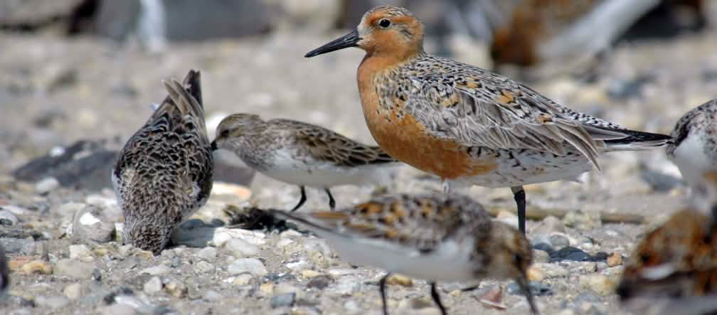 Der Knuttstrandläufer fliegt zum Winterquartier um die halbe Welt - manche vom Osten Russlands bis nach Australien Zugvogel Red Knot