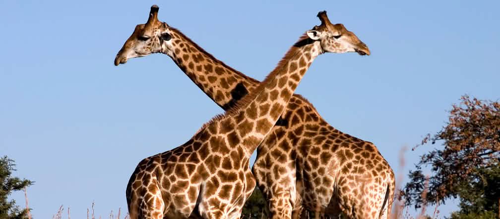 Giraffen Giraffen