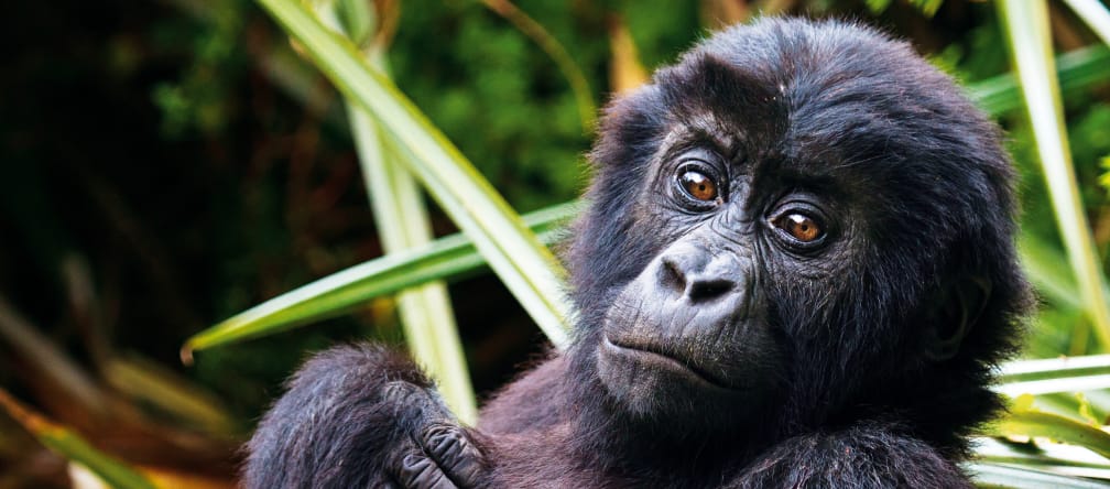Gorillas sind wie Bonobos, Schimpansen und Orang-Utans Menschenaffen Gorilla