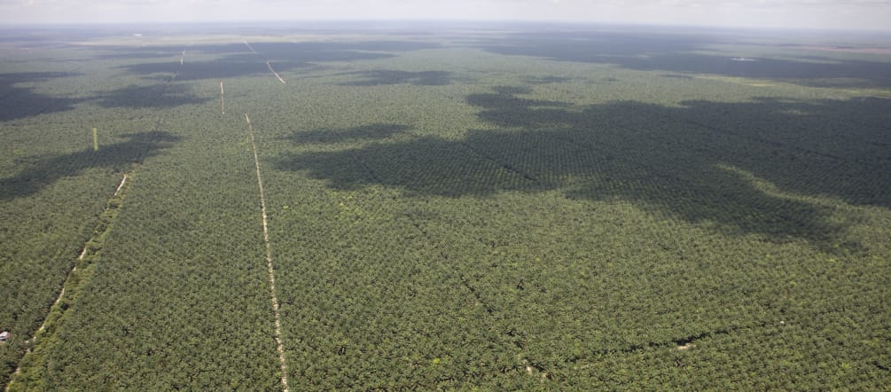 Luftaufnahme von sich bis zum Horizont ausdehnenden Ölpalmplantagen
