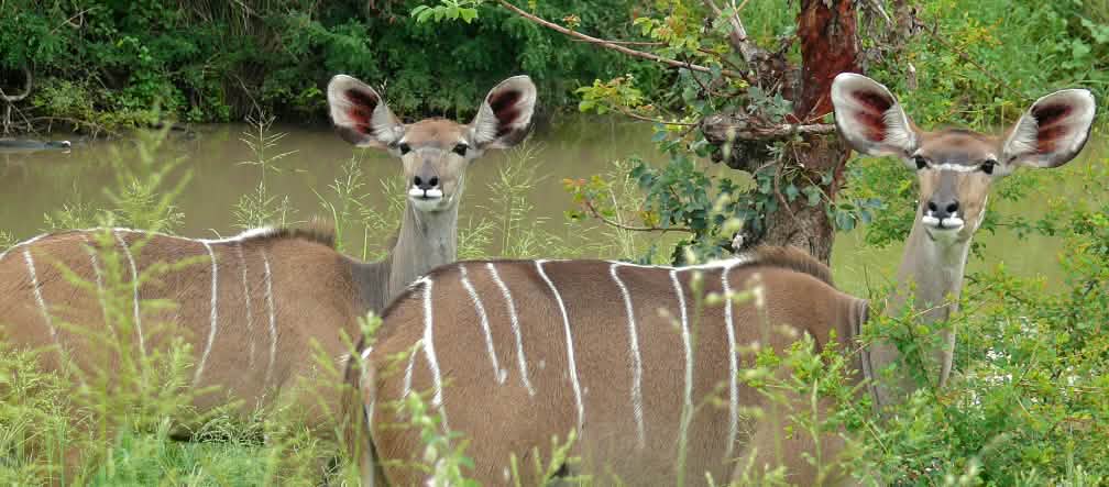 Antilopen in Ghanas Wäldern und Savannen Zwei Antilopen