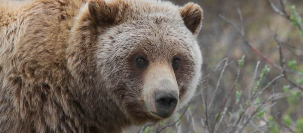 Von einst 50.000 Grizzlys sind in den USA weniger als 1.000 übrig Grizzlybär