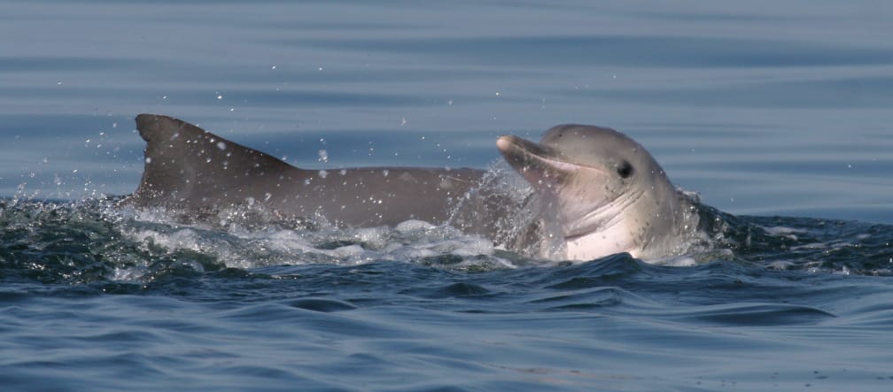 Guyana Delfin