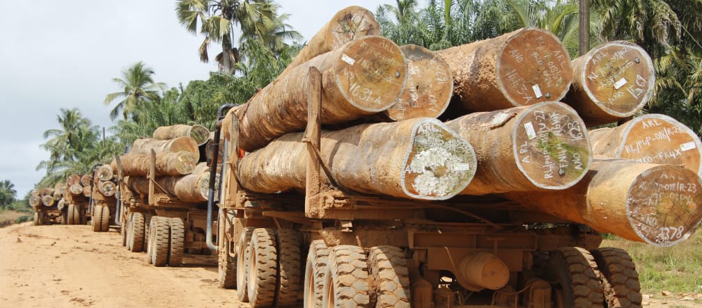 Abtransport von Tropenholzstämmen aus dem Regenwald von Liberia für den Export Mit Baumstämmen beladene Lastwagen in Liberia