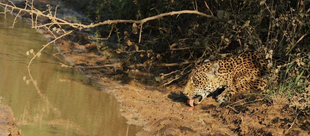 Ein Jaguar trinkt gut getarnt von der Vegetation Wasser aus einem Bach