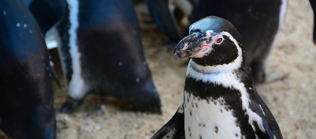 Ein Pinguin schaut in die Kamera. Hinter ihm erkennt man die Rücken seiner Artgenossen