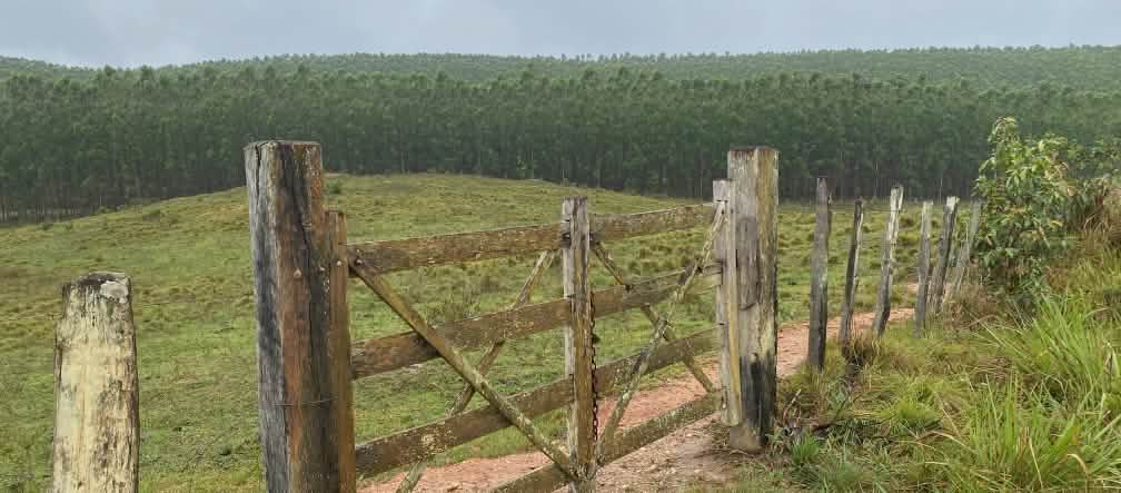 Ein geschlossenes Holztor vor einer Weidefläche mit einer Eukalyptusplantage im Hintergrund