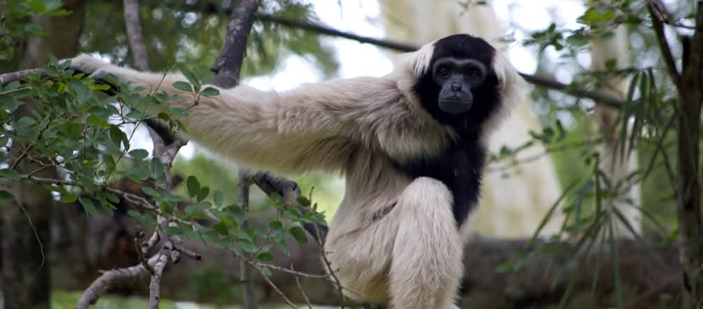 Gibbon sitzt auf einem dicke Ast und schaut in die Kamera