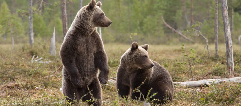 Braunbären in der Wildnis: Bald Vergangenheit? Braunbären im Wald
