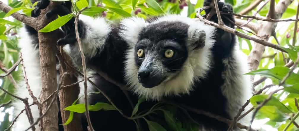 Der Indri sitzt im Geäst eines Baumes, sein Fell ist schwarz-weiß gemustert