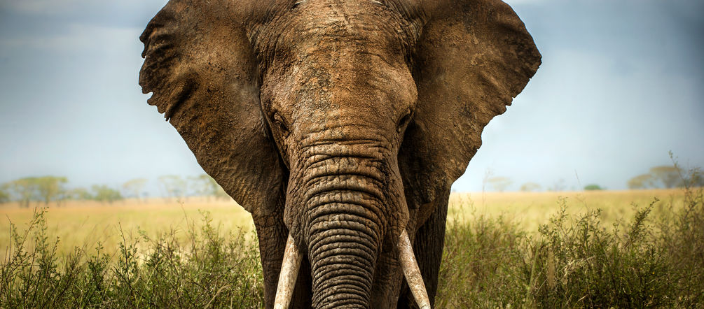 Elfenbein wird in der EU gehandelt Elefant in der Savanne