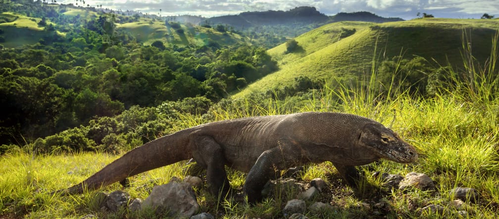 Komodowaran