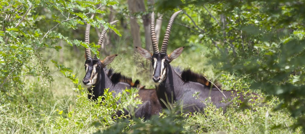 Rappenantilopen sind auf Holz-Plantagen verloren Rappenantilopen (Hippotragus Niger)