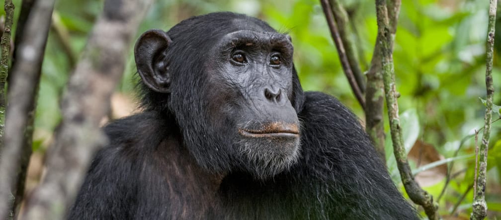 Primaten finden keinen Lebensraum, wo illegal Kakao wächst Uganda, Schimpanse