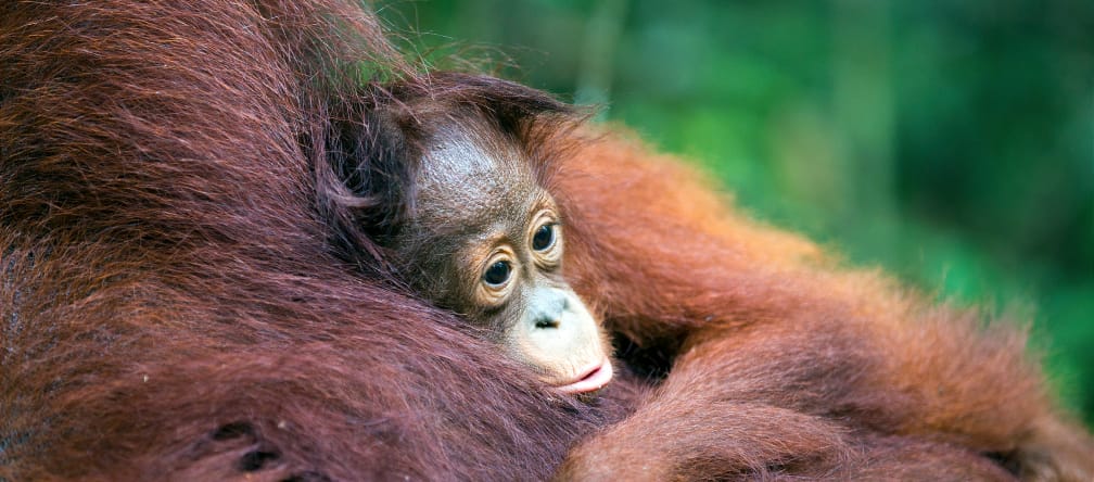 Orang-Utan Baby