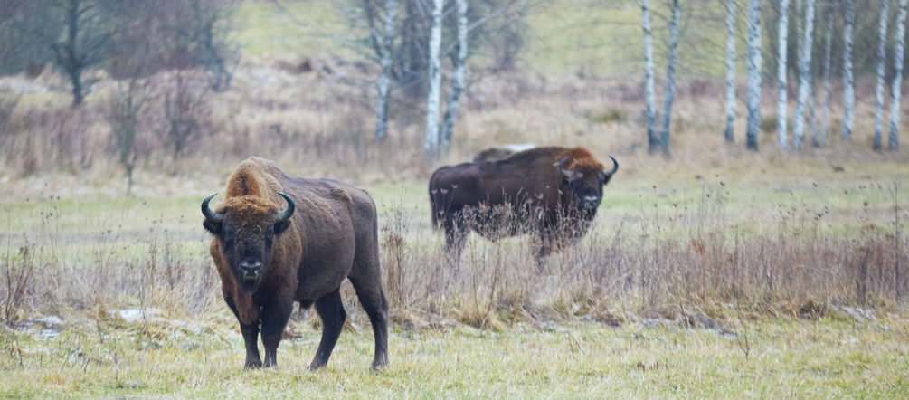 Wisent im Bialowieza-Wald in Polen Wisent im Bialowieza-Wald in Polen