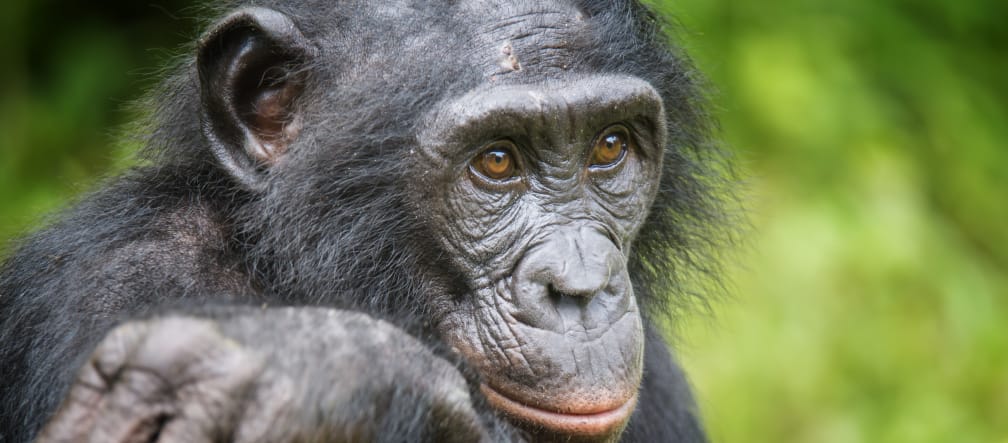 Bonobo