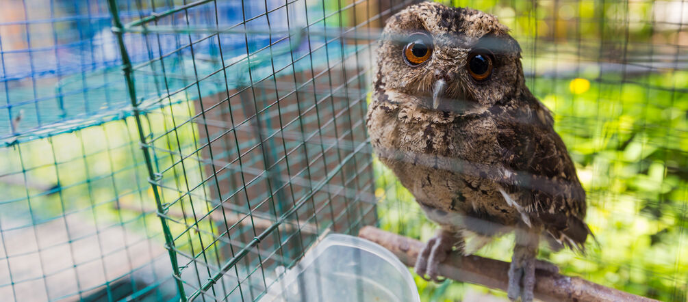Vogelmarkt in Jakarta Eule im Käfig, Indonesien