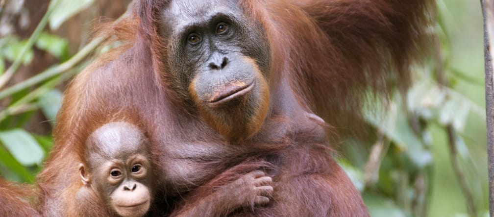 Orang-Utan mit Baby