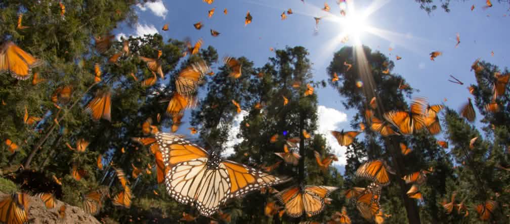 Gentechnik und Herbizide bedrohen den Monarchfalter und seine Futterpflanzen (Foto: Rachel James - Lizenz CC BY-NC-SA 2.0) Monarch Schmetterlinge Mexico Michoacan