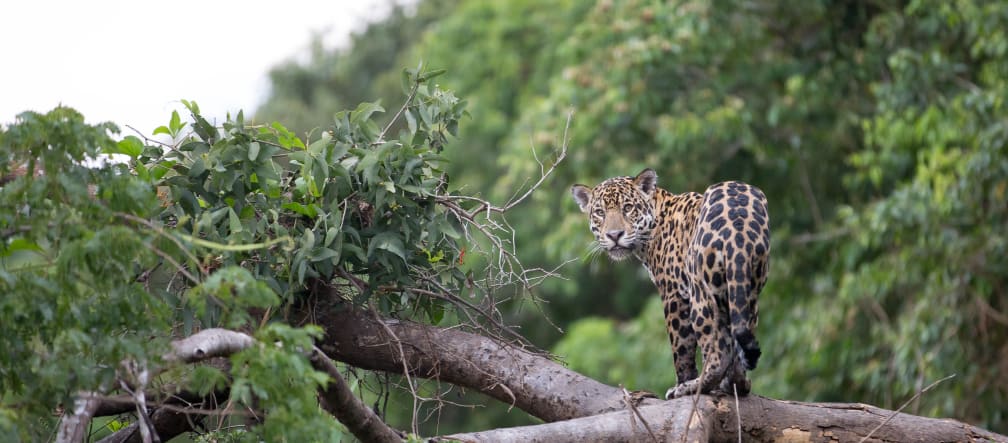 Ein Jaguar blickt vom einem umgestürzten Baum im Regenwald Richtung Kamera