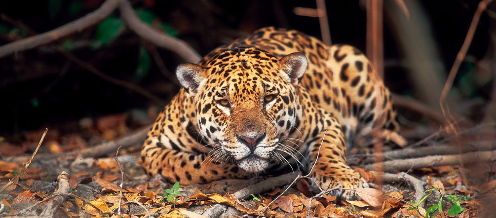 Ein Jaguar liegt im Regenwald auf dem Boden und beobachtet die Kamera