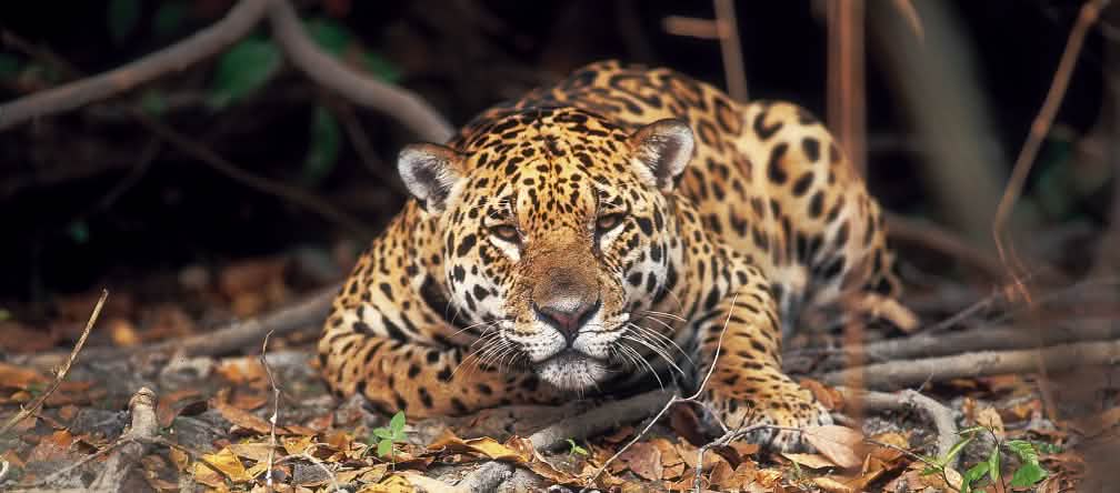 Wir alle können dazu beitragen, die Artenvielfalt unserer Erde zu bewahren Ein Jaguar liegt im Regenwald auf dem Boden und beobachtet die Kamera
