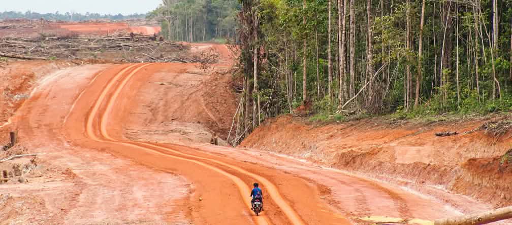 Megaplantagen in Indonesien bedrohen indigene Völker Eine breite Rodungsfläche grenzt an den Regenwald