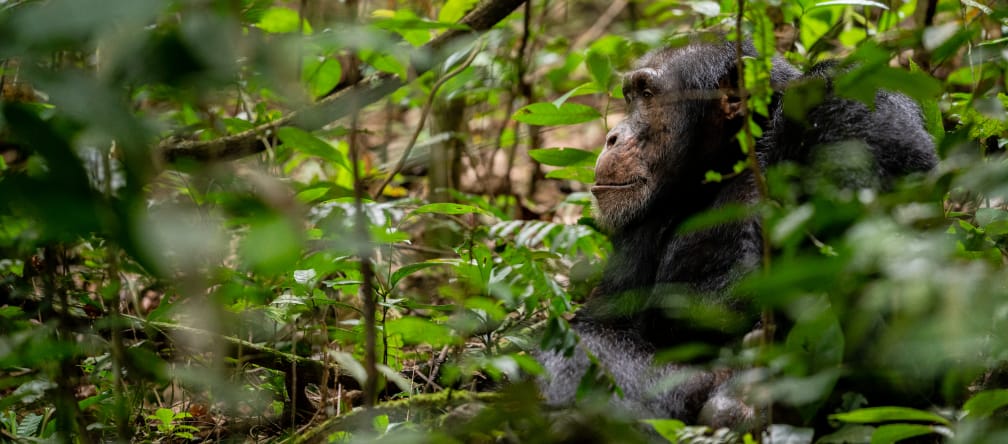 Westafrikas Schimpansen sind vom Aussterben bedroht Schimpanse in Bossou, Guinea