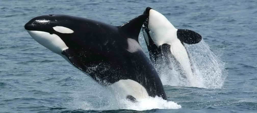 Der Lebensraum von 75 Orcas ist bedroht Zwei Orcas