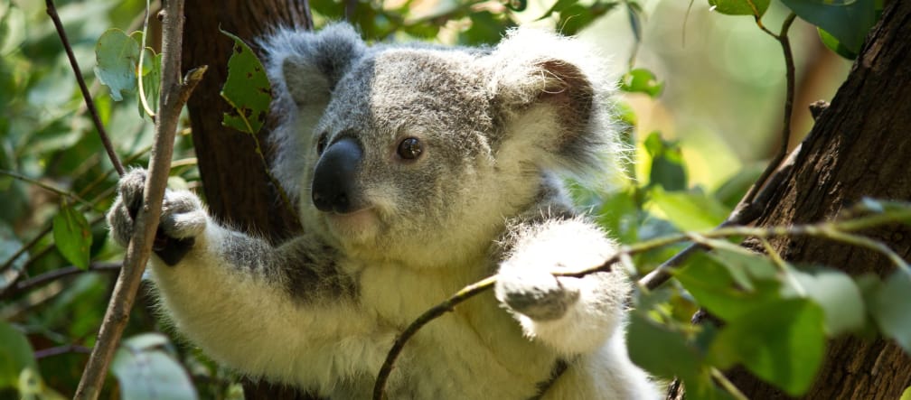 Koalas stehen unter besonderem Schutz. Trotzdem wird ihr Lebensraum zerstört Koala auf Baum