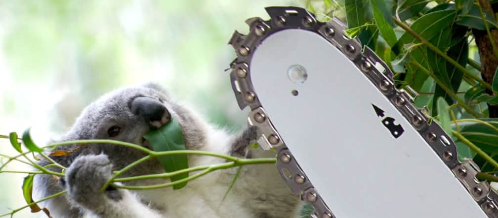 Vom Aussterben bedroht Montage: Koala & Motorsäge