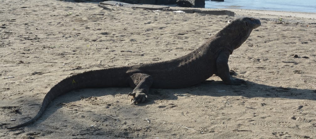ein Komodowaran vor einem Bootsanleger