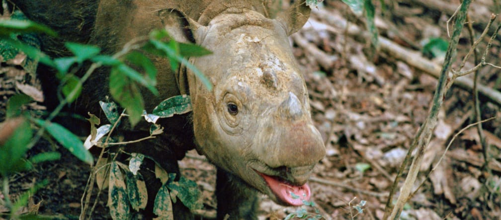 Sumatra-Nashorn