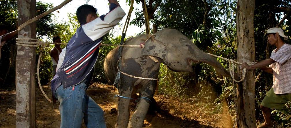 Der Wille eines Elefanten wird mit Gewalt gebrochen Gewalt und Qual an Elefant
