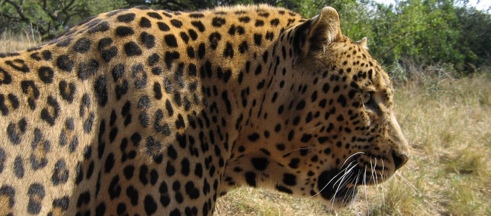Leopard in Südafrika Leopard in Südafrika