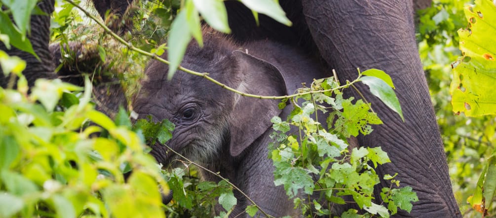 Wir wollen das Leuser-Ökosystem für Orang-Utans, Elefanten, Tiger und Nashörner schützen Waldelefanten sind im Leuser Ökosystem daheim
